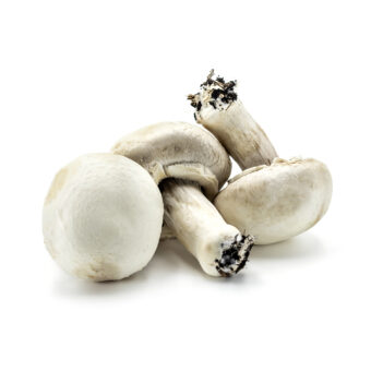 Funghi