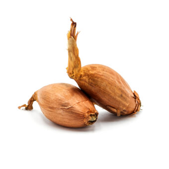 Scalogno