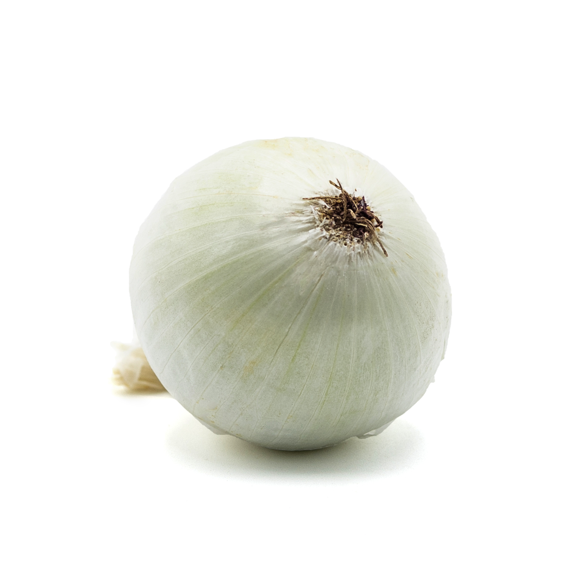 Cipolla bianca